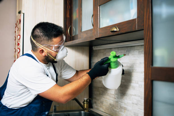 Best Flea Control Services  in Plantation, FL