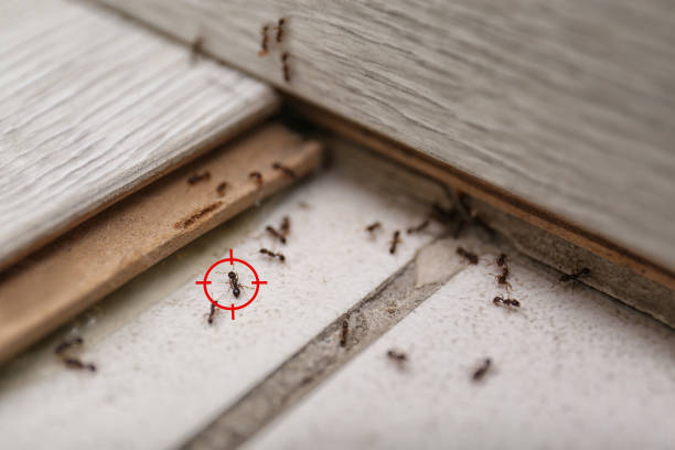 Spider Control Near Me in Plantation, FL