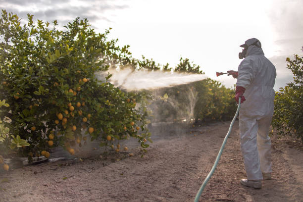 Reliable Plantation, FL Pest Control Solutions