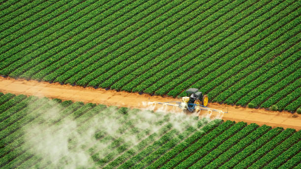 Best Pest Removal Services  in Plantation, FL