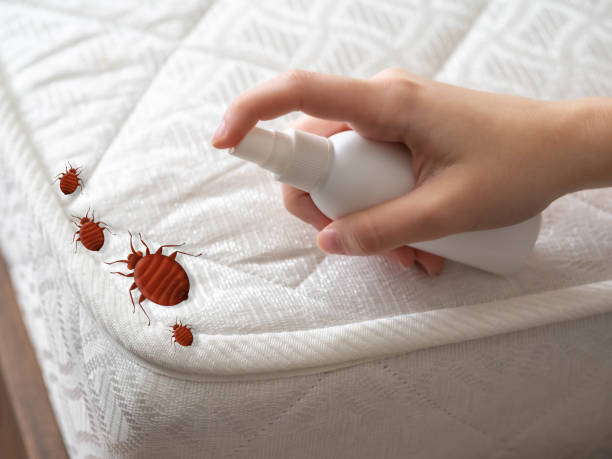 Best Local Pest Control Services  in Plantation, FL